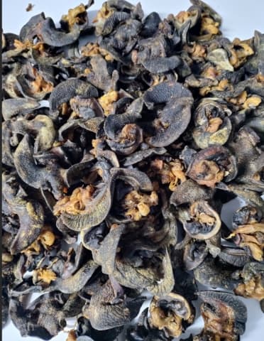 DRIED SNAIL - 14.99 PER LB
